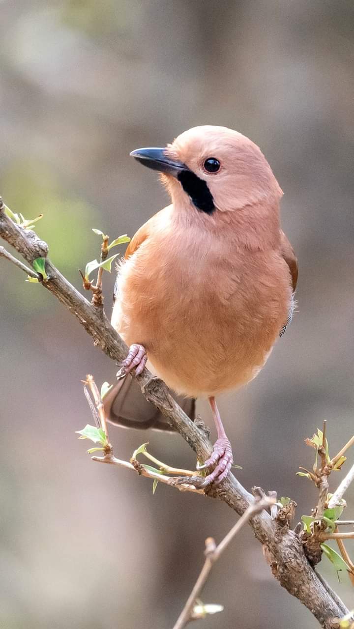 birds