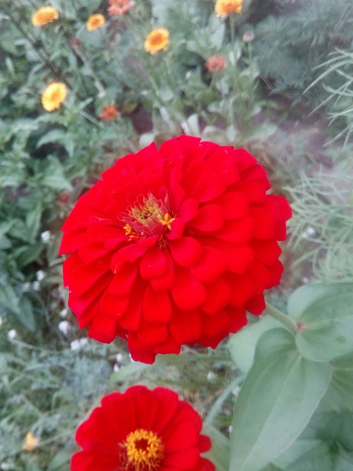 ц