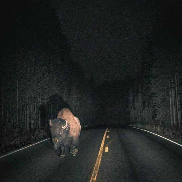 Sorpresa en el Camino