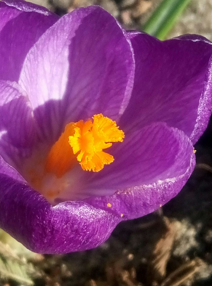 spring flower