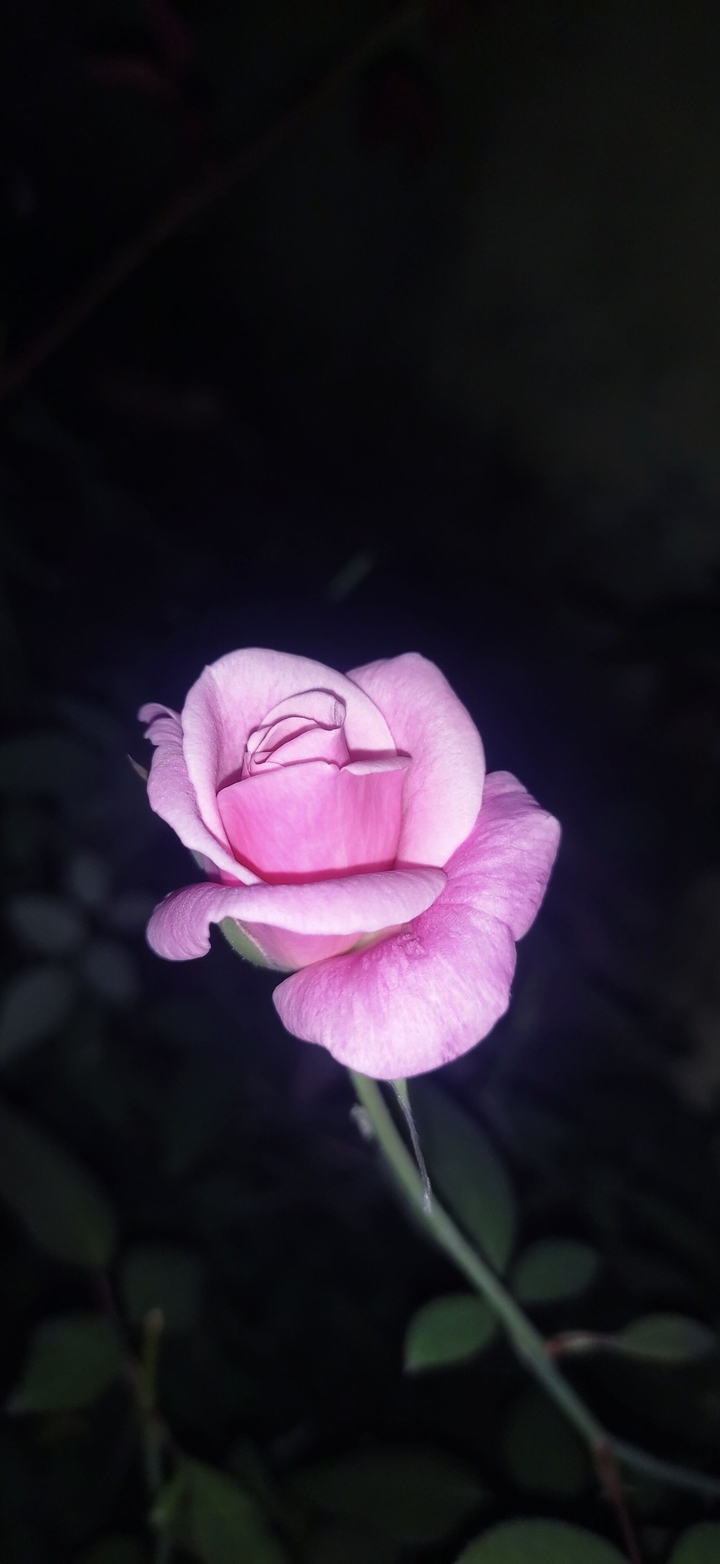 Rose ?