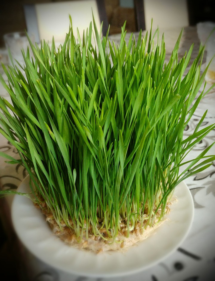 Novruz bayram