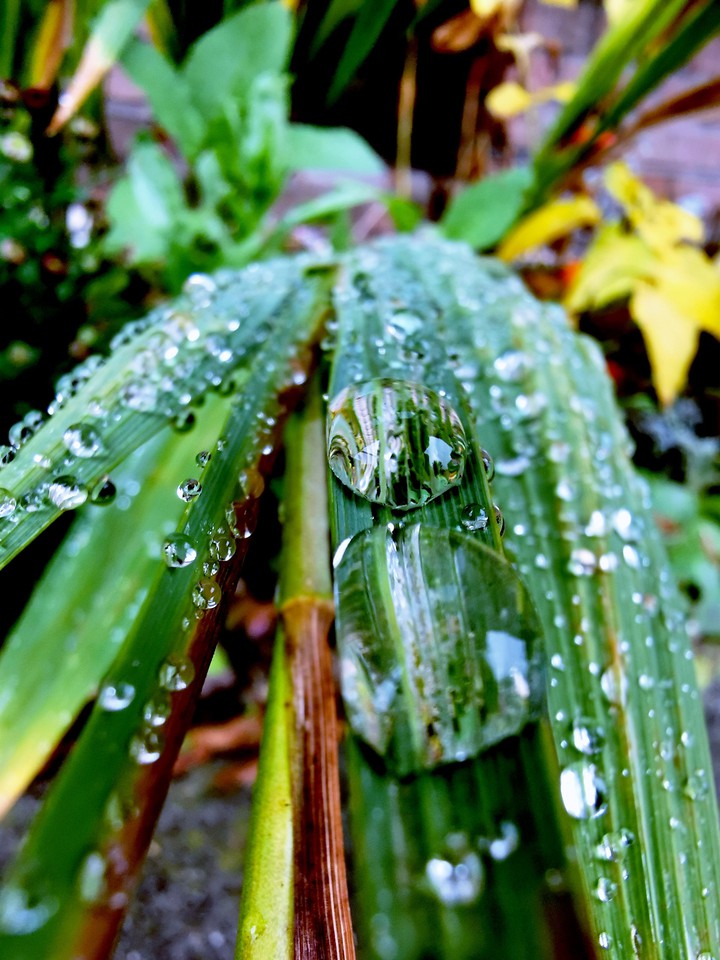 raindrops