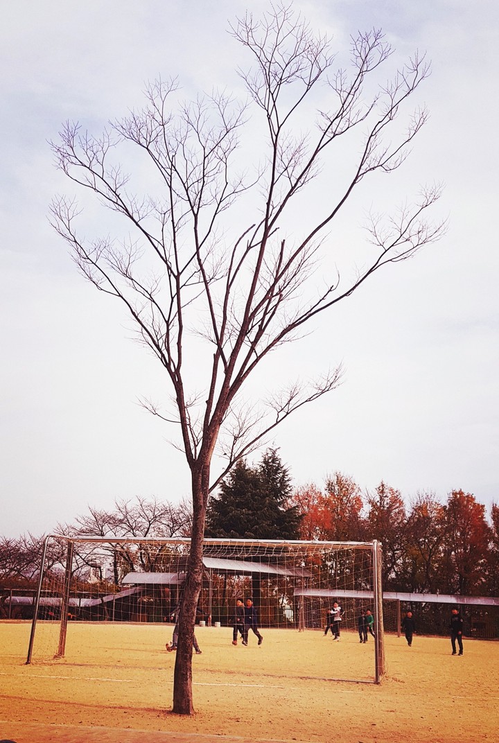 tree