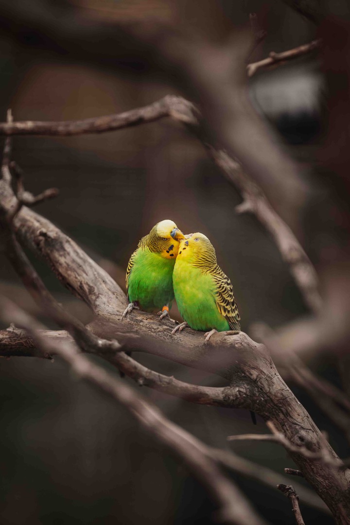 Bird “ So cute !! “