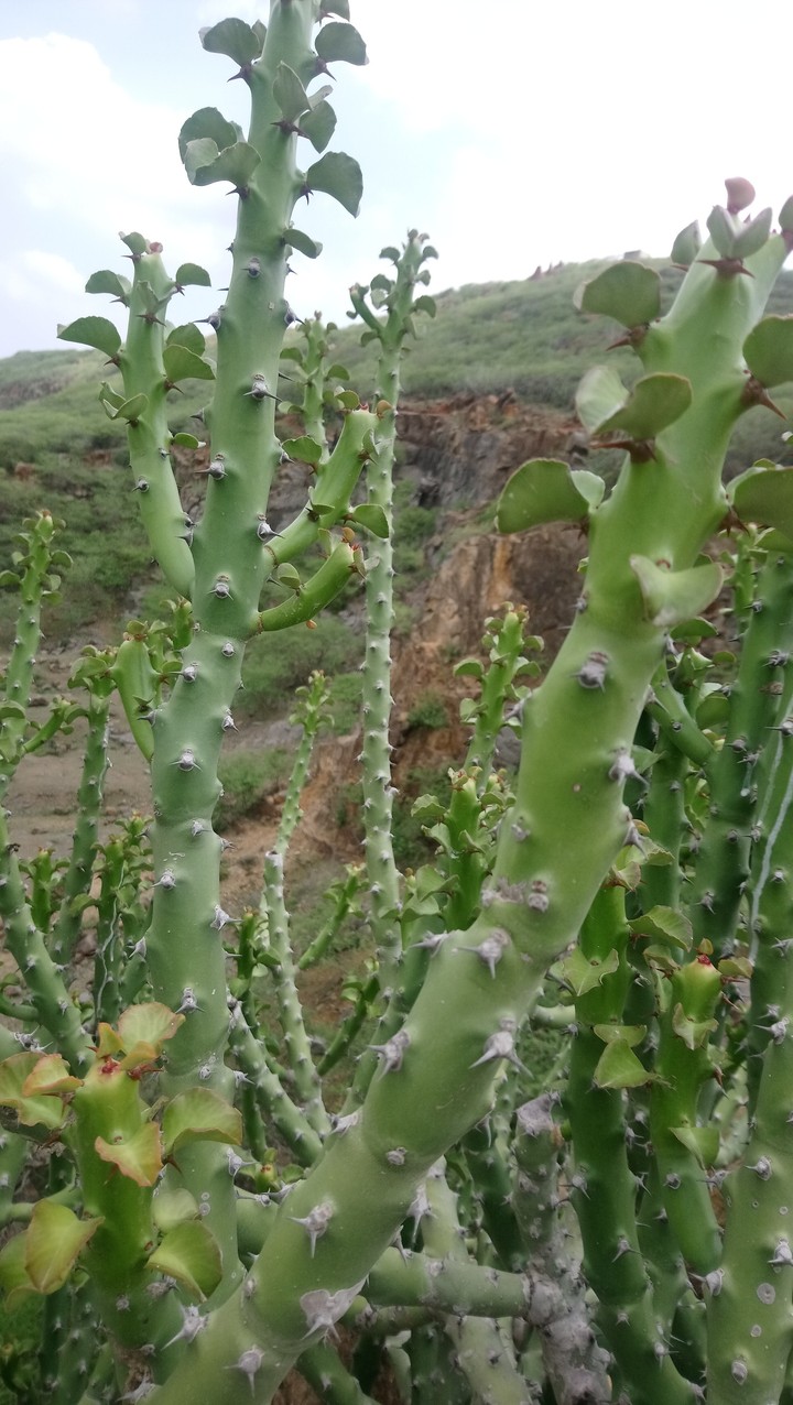 Nature