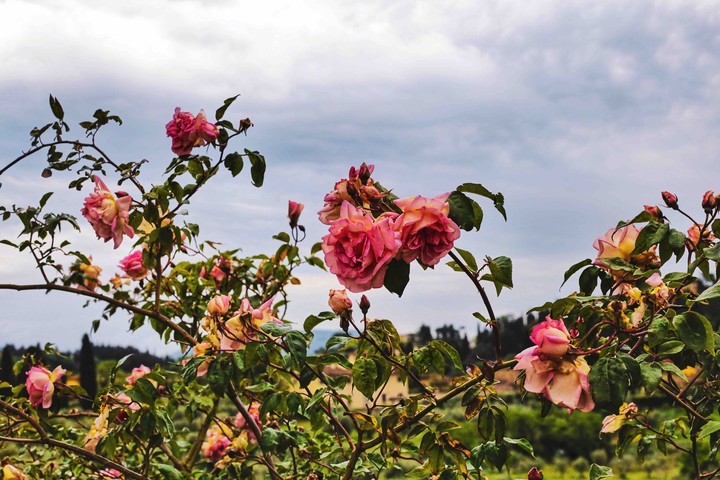 Roses