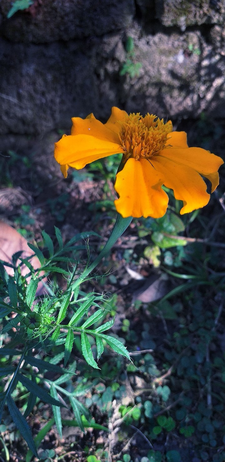 FLOWERS IN MY GARDEN