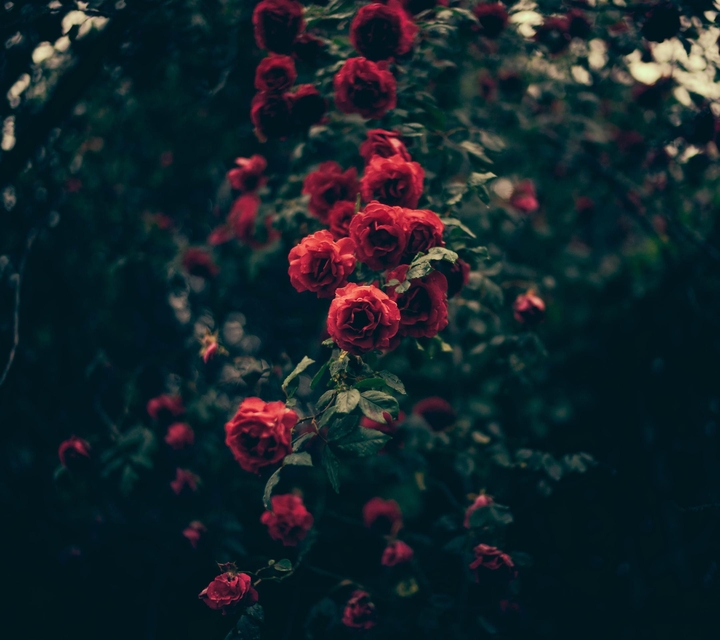 roses
