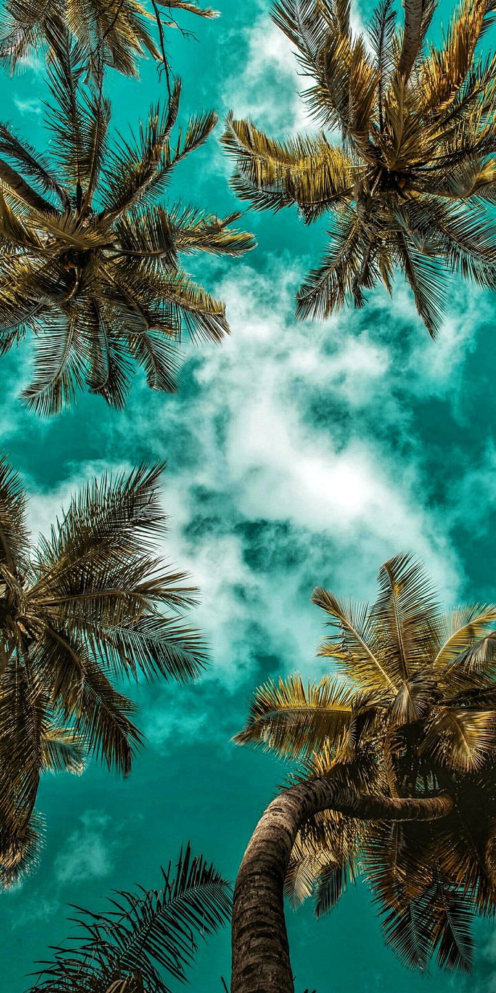 trees