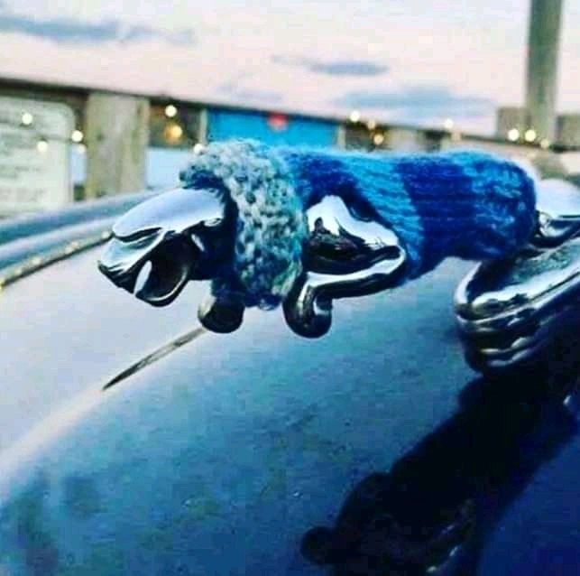 jaguar