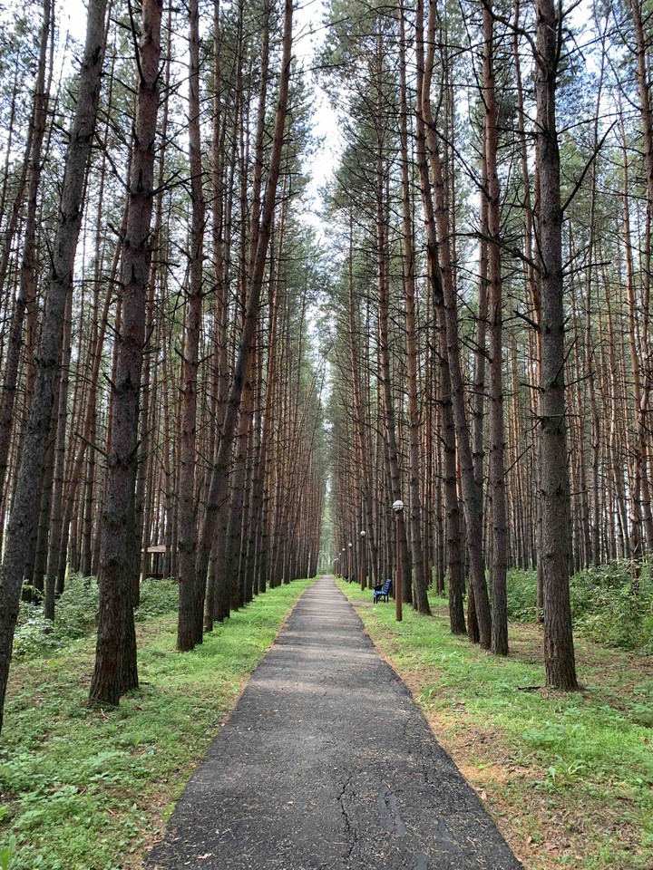pines