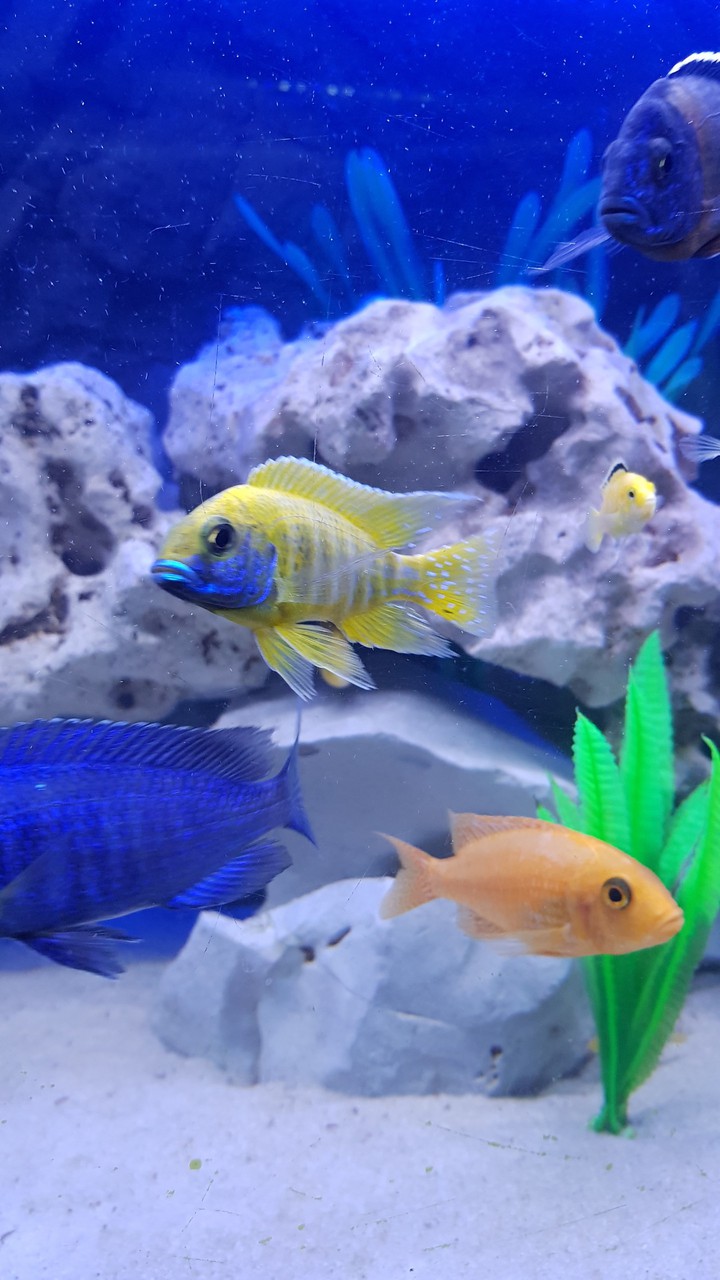 fish