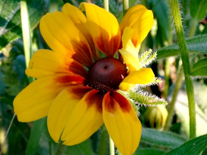 flower