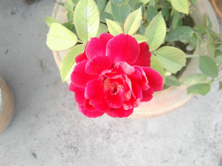 red rose front view