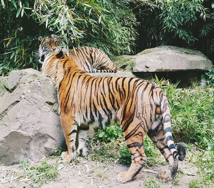 tiger