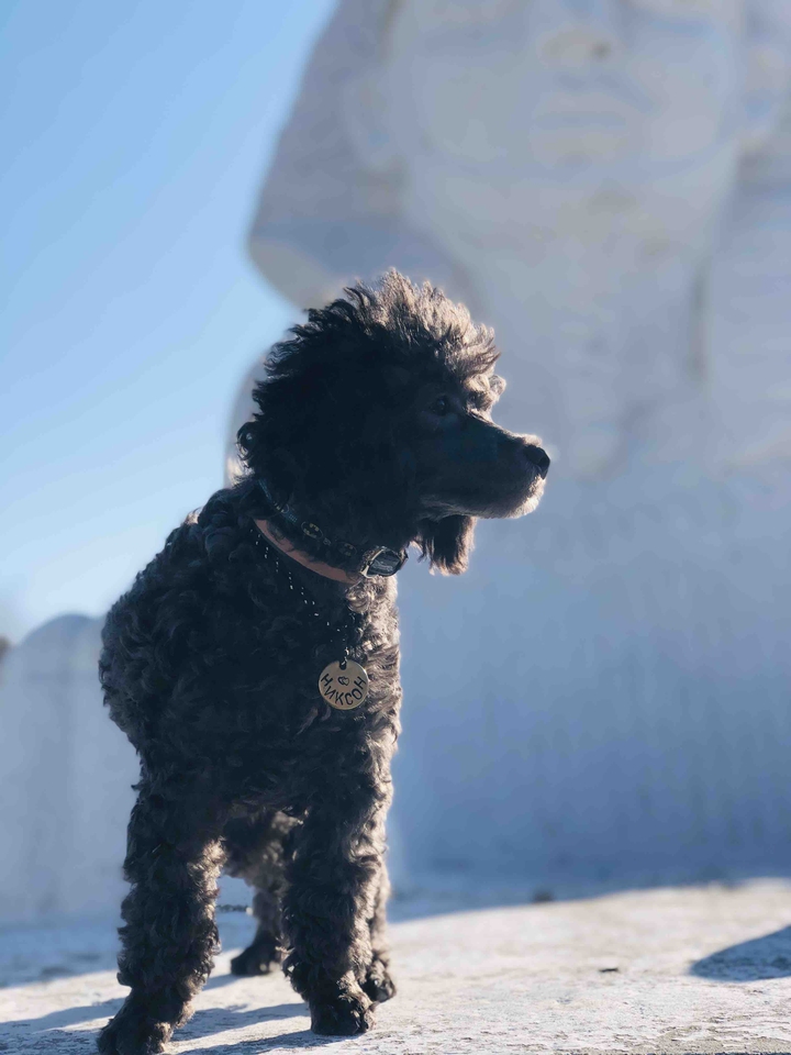 puppy