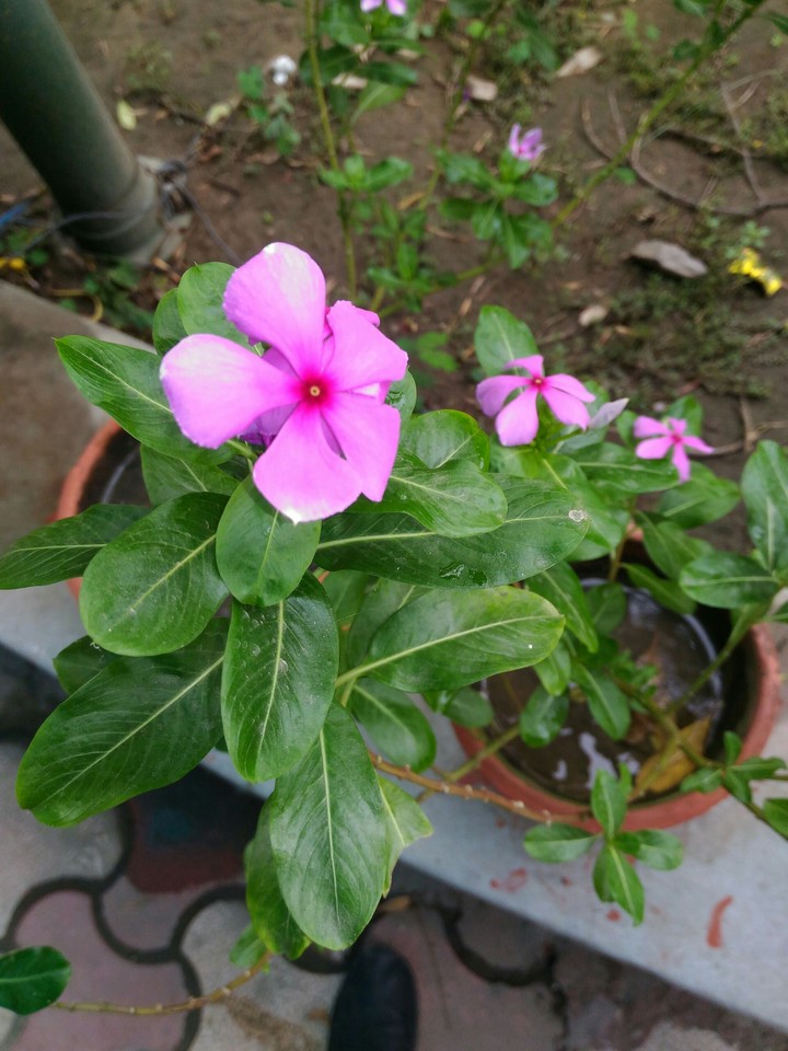 flower