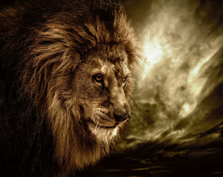 Lion