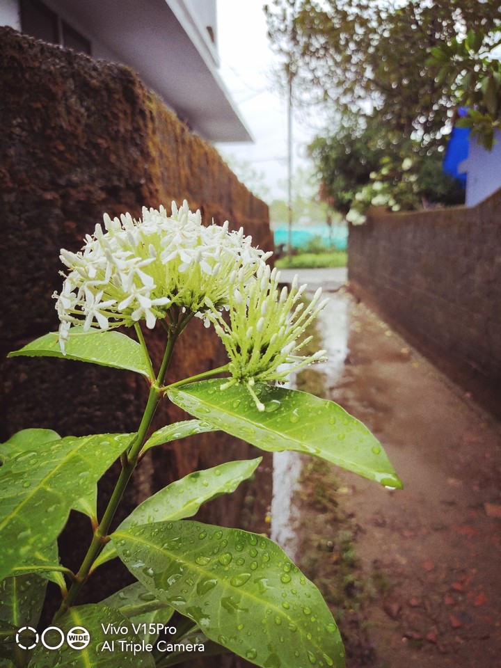 flower in rain