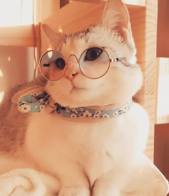 cute cat
