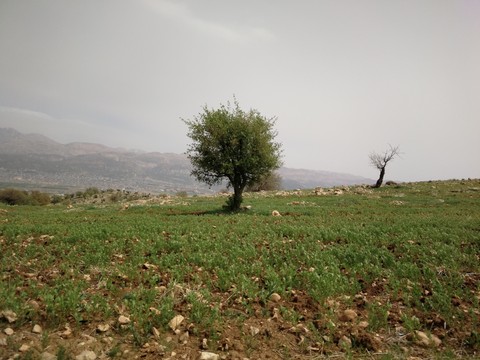 بهار زیبای من