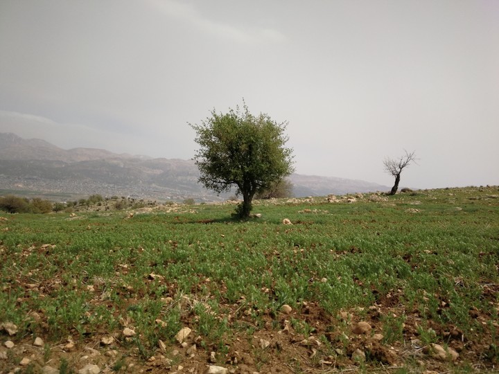 بهار زیبای من