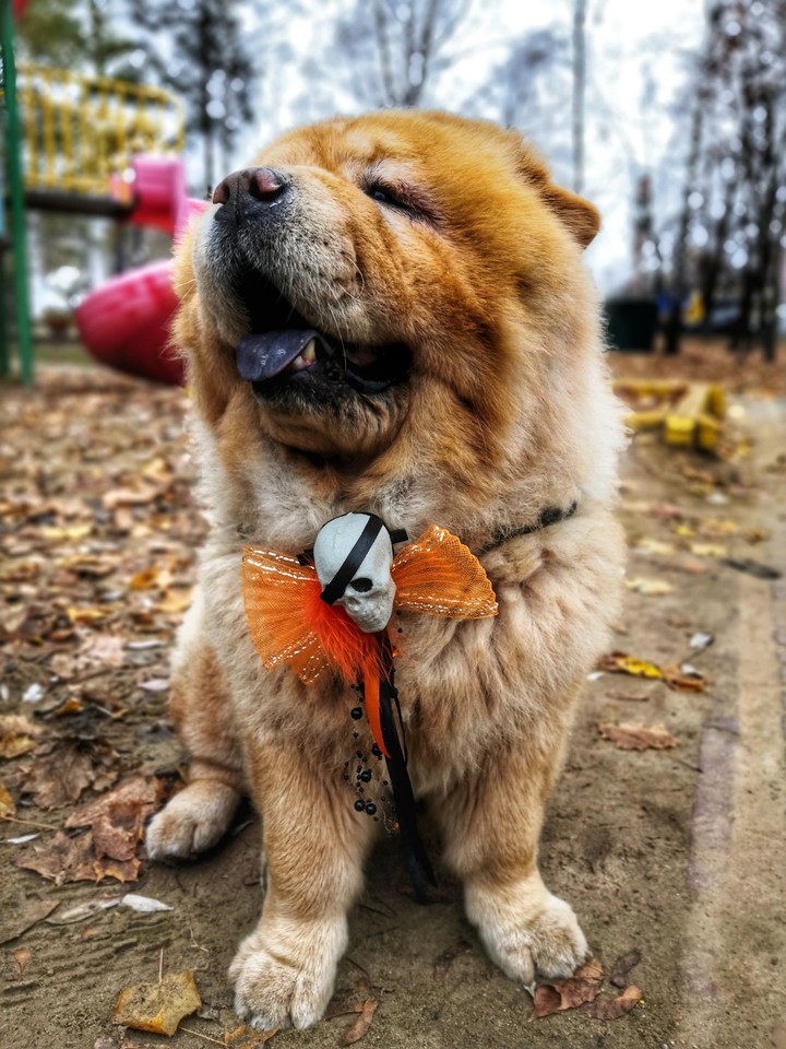 dogs