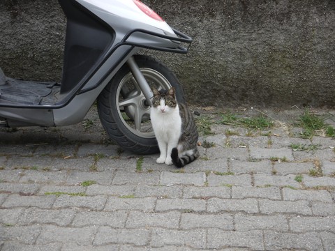 cat