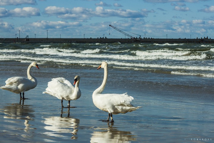 Three swans