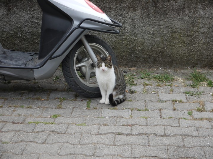cat