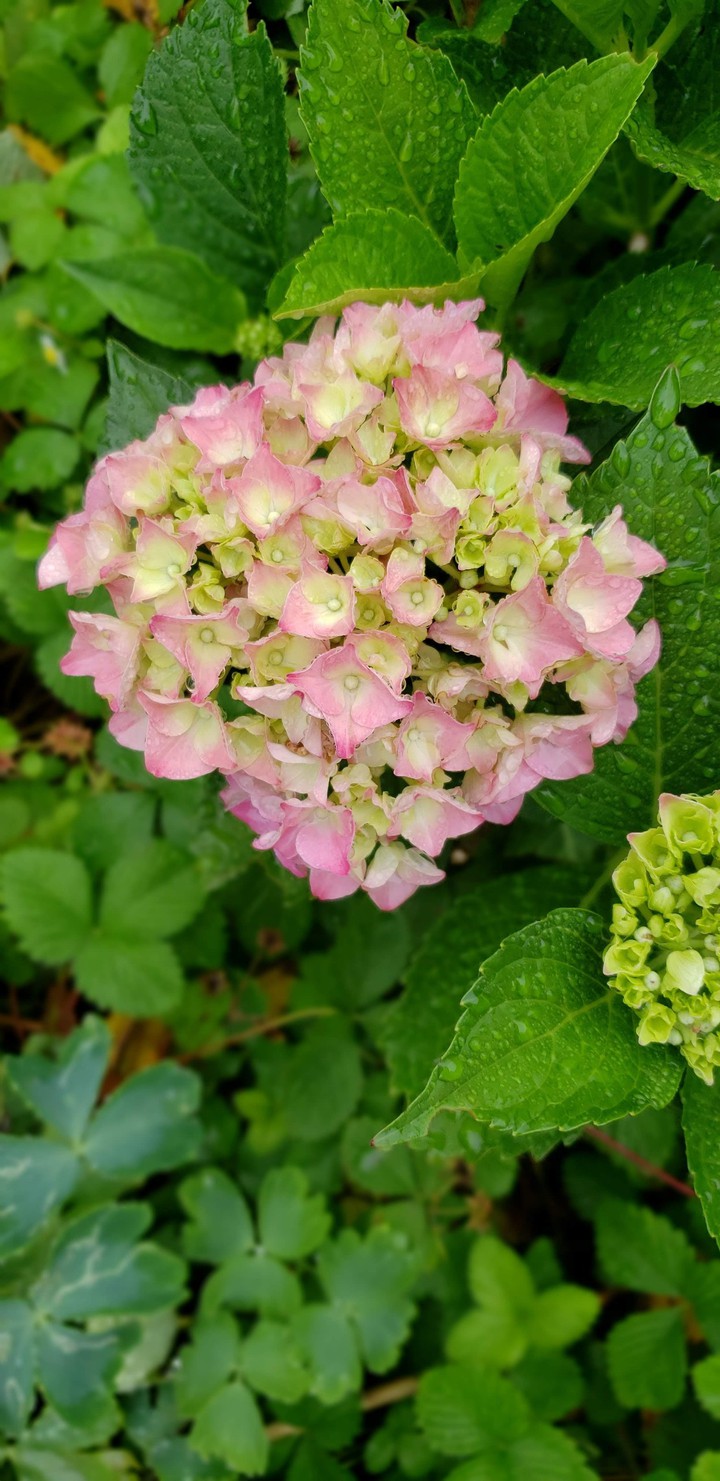 hydrangea