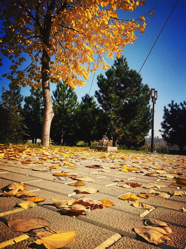 Autumn