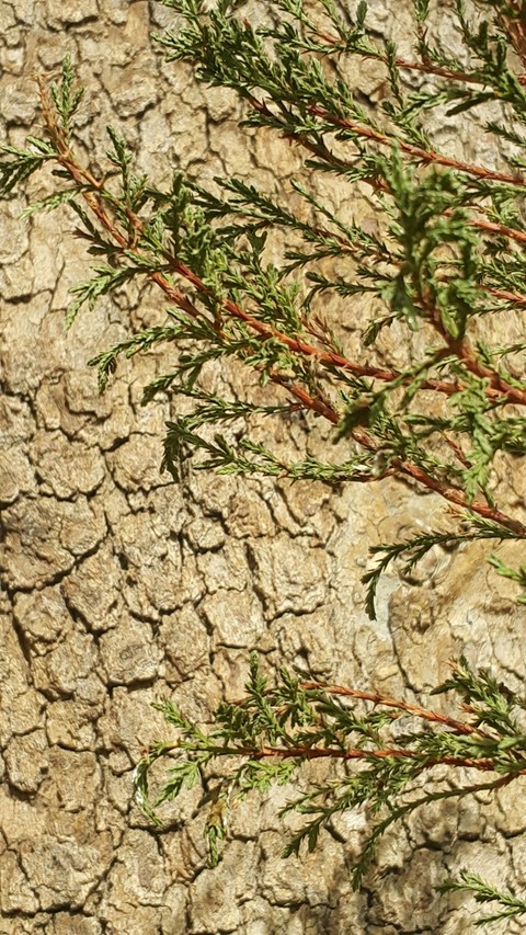 soil, flower wallpapers