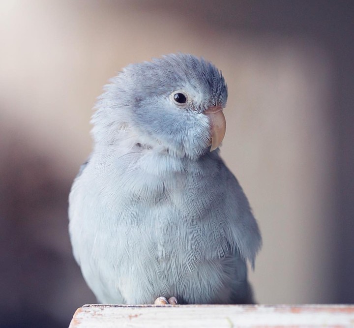 cute bird