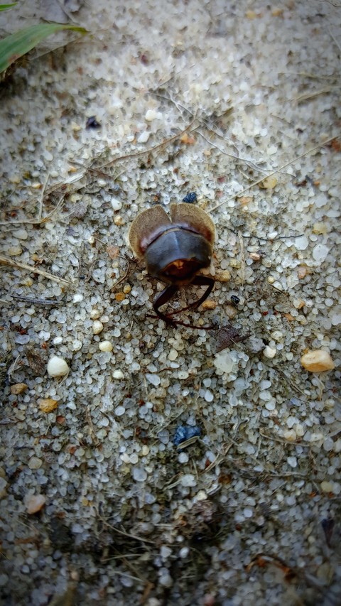 Only the Shell Left Behind