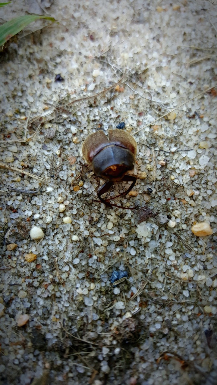 Only the Shell Left Behind