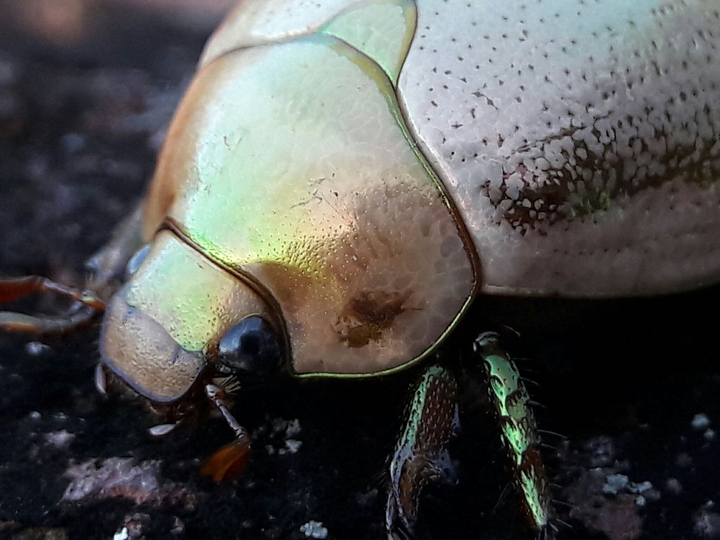 Scarab