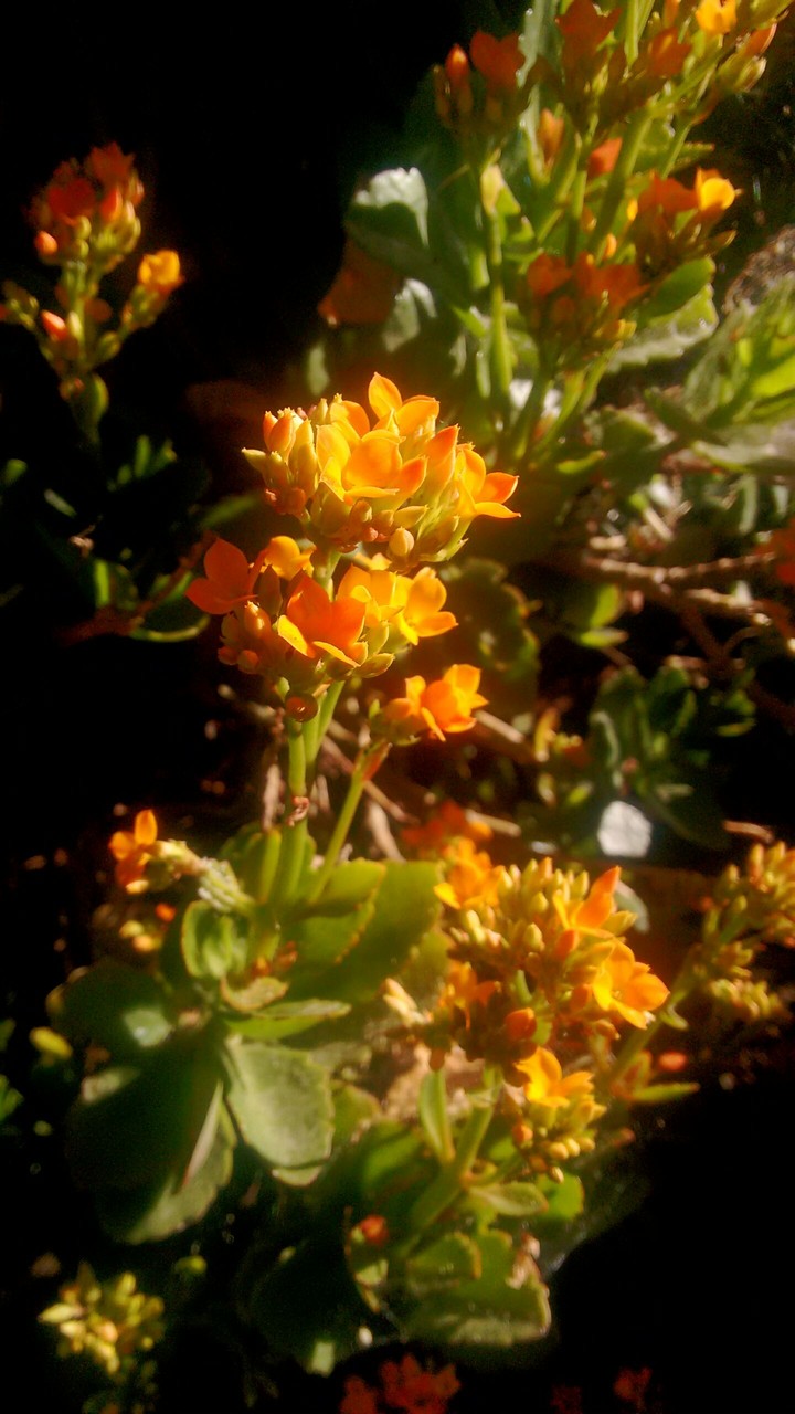 por la mañana y en las flores