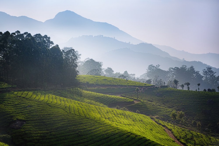 Tea Estate Karnataka