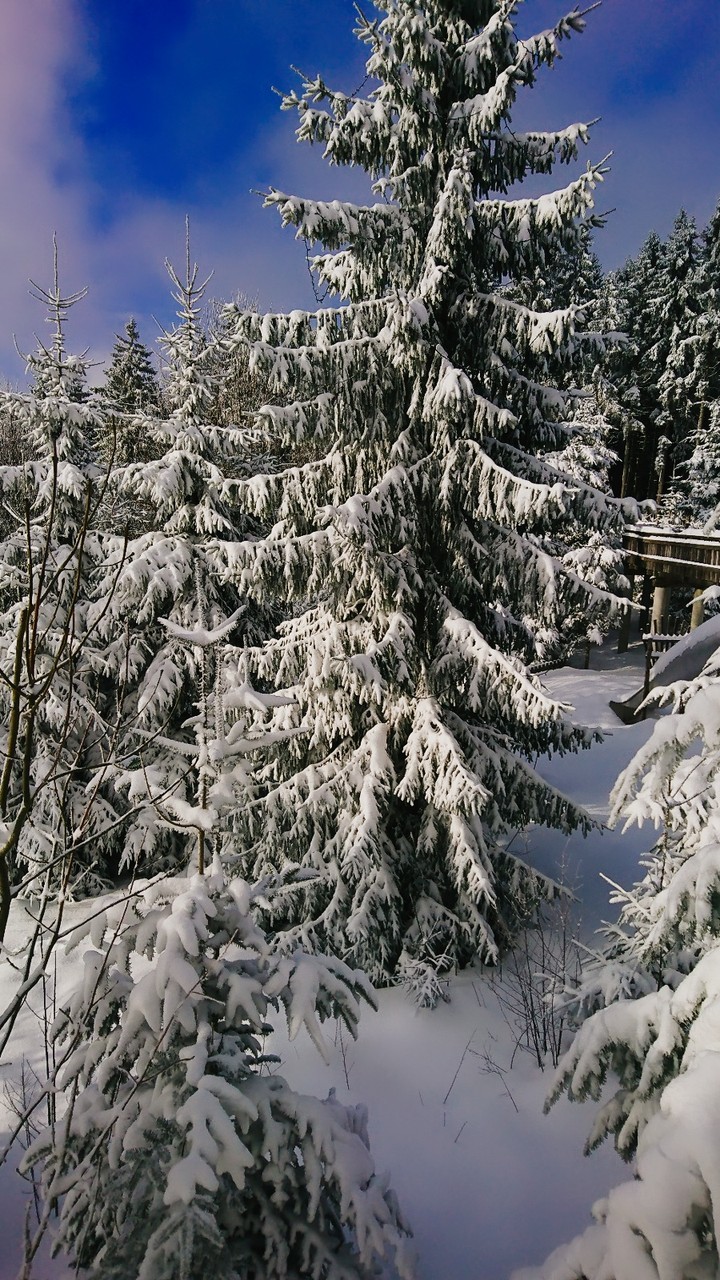 Winter wonderland