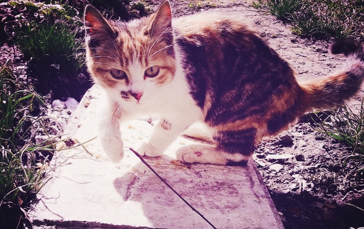 Кошечка. Cat. კგჯ. кошеня.