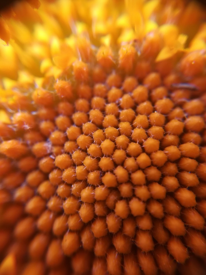 Pollen 