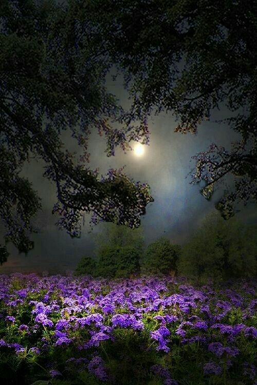 Lavender flowers