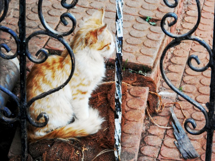 cat