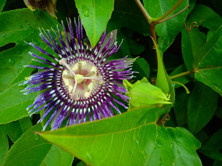 nature club