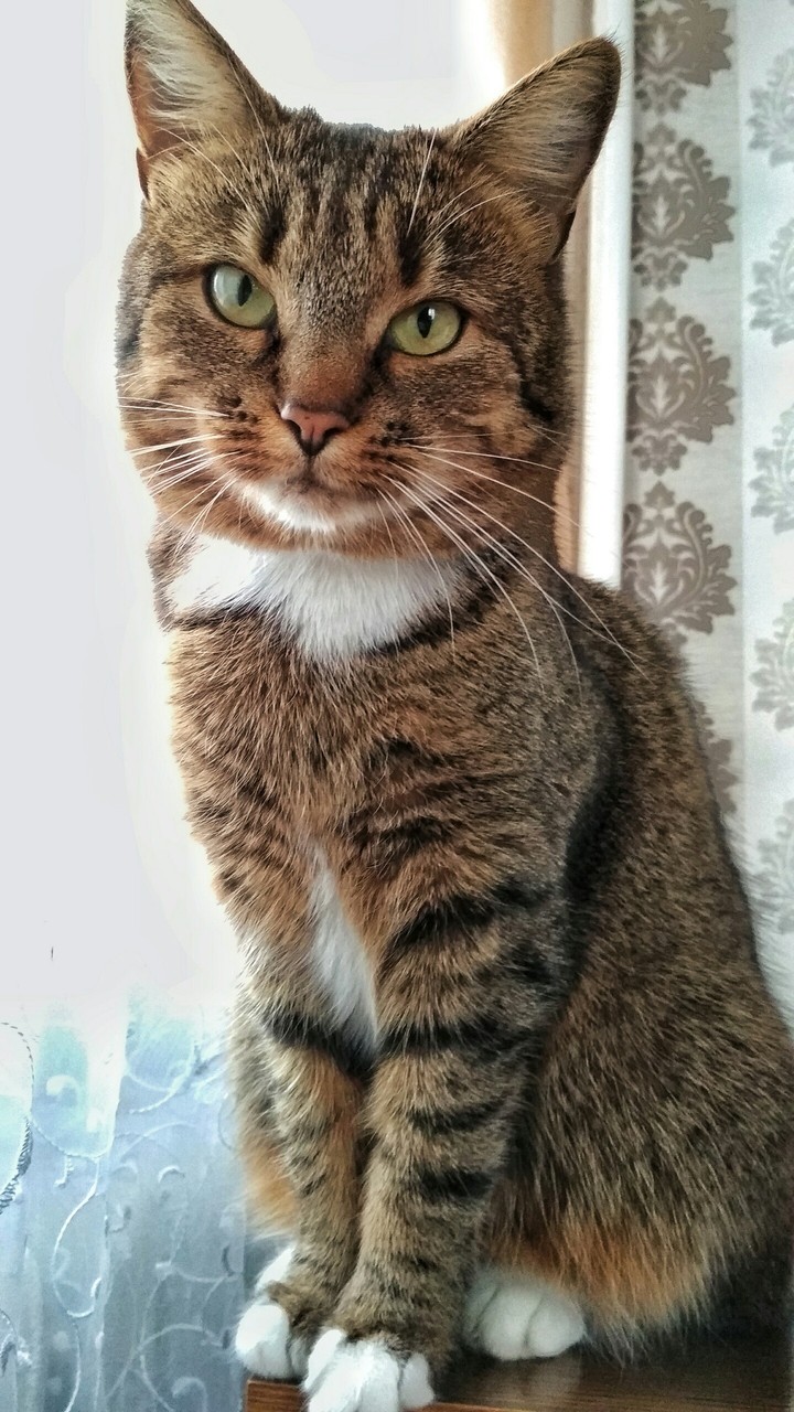 cat