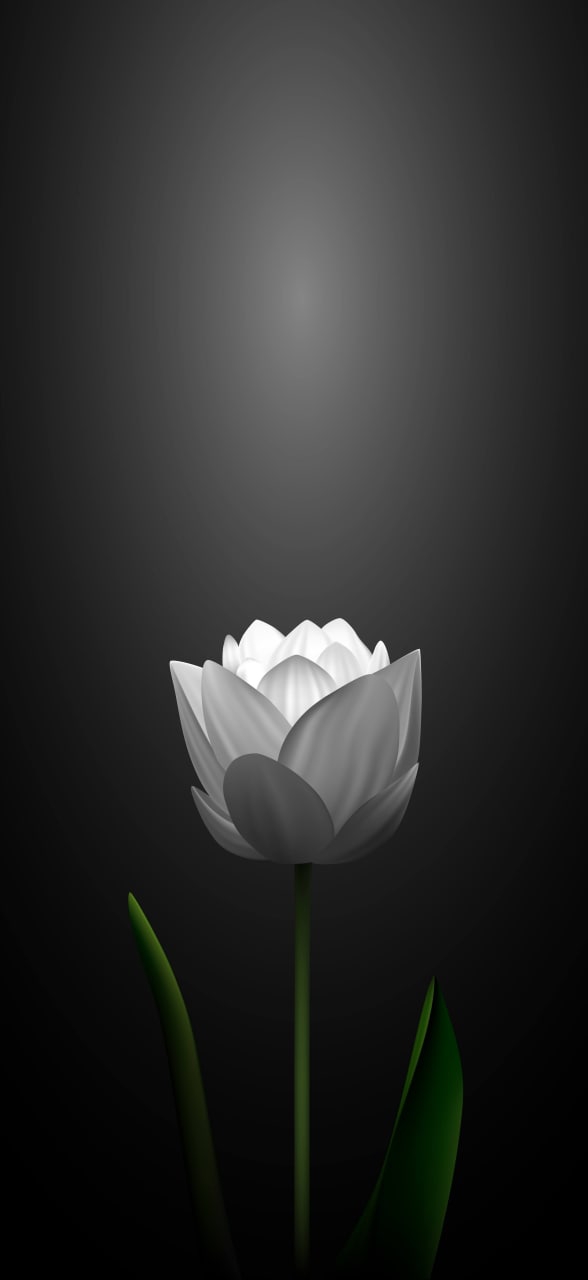 black_white_flower
