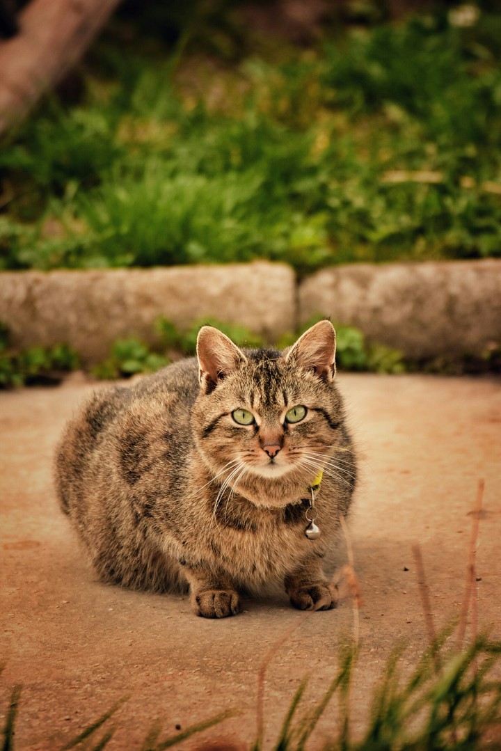 cat