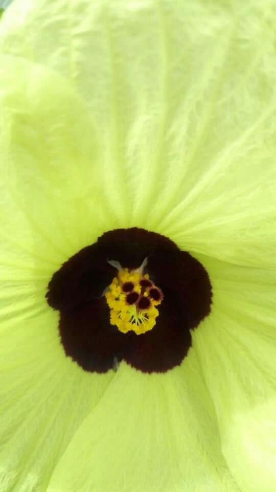 flores